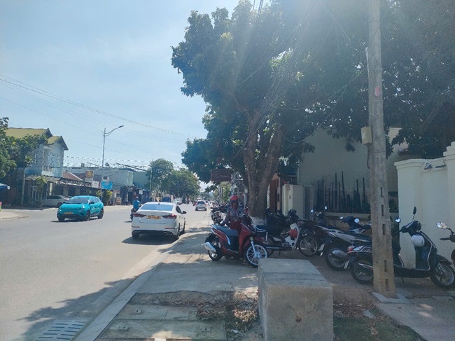 2 Cây Nhãn Vướng Vào Đường Dây Điện