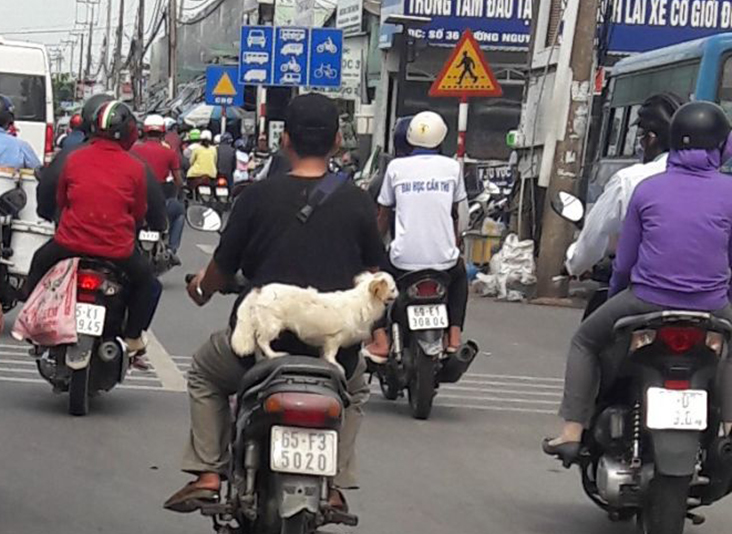 Chở Thú Cưng Trên Xe Gây Mất ATGT